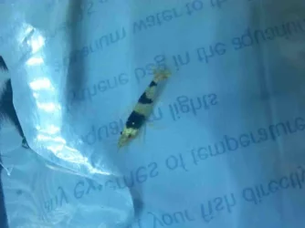 Blackcrystalshrimp.webp