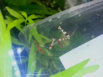 shrimp.webp