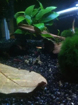 Assassins snails copy.webp