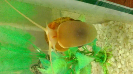 snail.webp