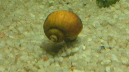 snail4.webp