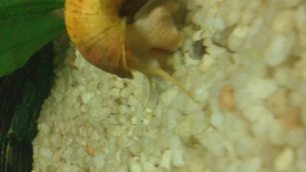 snail5.webp