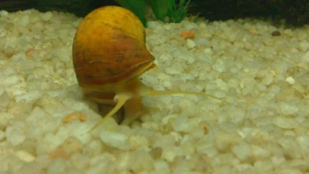 snail6.webp
