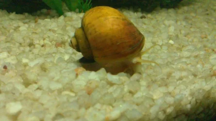 snail7.webp
