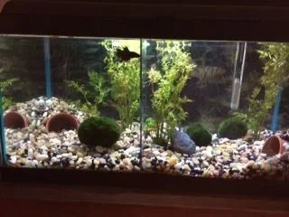 Aquascape (1).webp