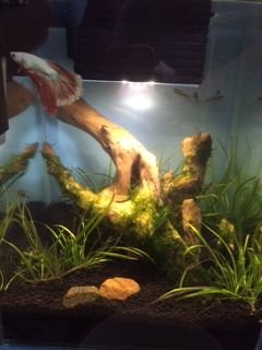 Aquascape (7).jpeg