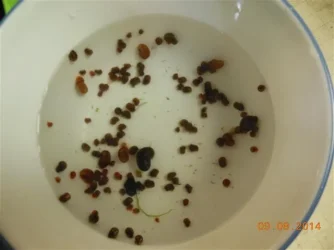 ramshorn 001 (Small).webp