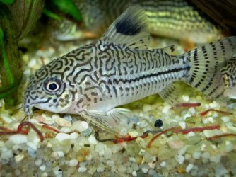 Corydoras trilineatus2.jpg