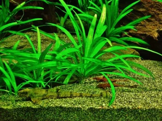 Whiptails (5).webp