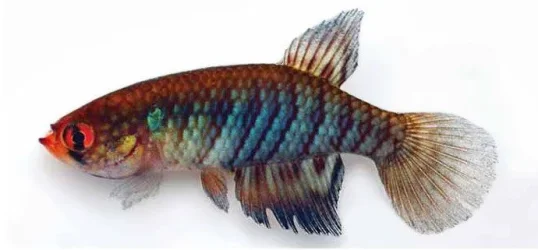 newkfish.webp