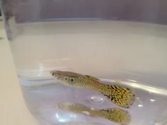 Guppy1.webp