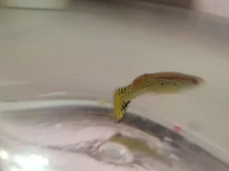 Guppy2.webp