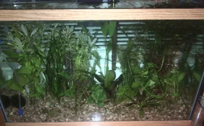 FishTank.webp