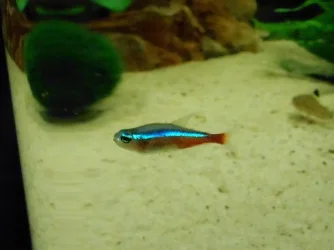 Sick Fishy 002 s.webp Sick Fishy 002 s.webp