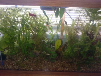 TankFishResized.webp
