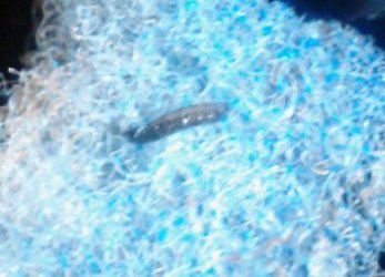 blackworm.jpg blackworm.jpg