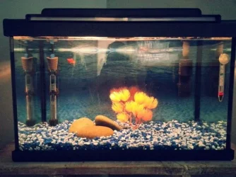 fish tank 1.webp