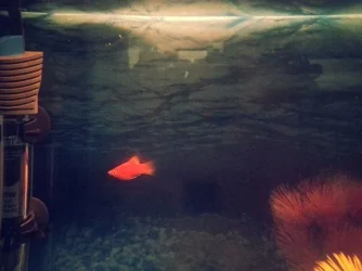 fish 1.webp