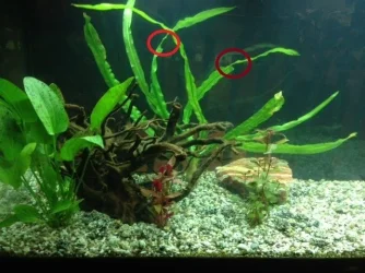 spunky plants.abc.webp