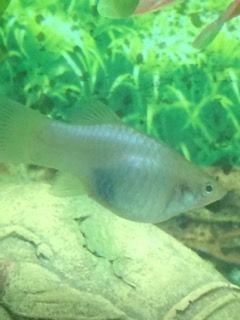 Silver Platy8.jpg Silver Platy8.jpg