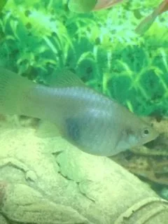 Silver Platy8.webp