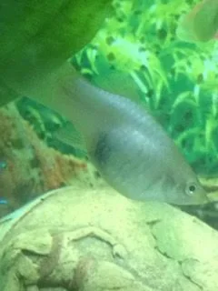 Silver Platy7.webp