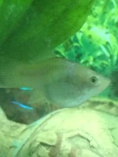 Silver Platy6.webp