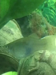 Silver Platy5.webp