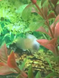 Silver Platy4.webp