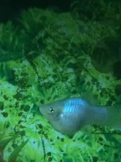 Silver Platy3.webp