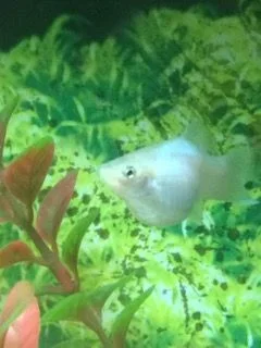 Silver Platy2.webp