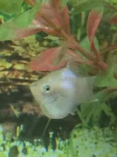 Silver Platy1.webp