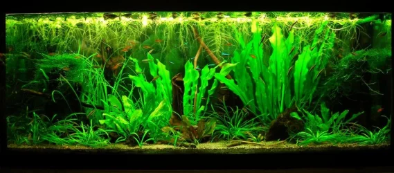 70g Aug 15-14.webp