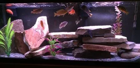 50GReScape2resized.webp
