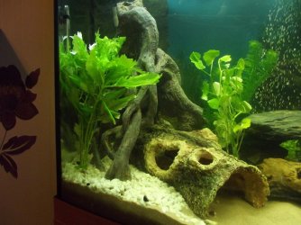 DSCF2490 (Medium).JPG