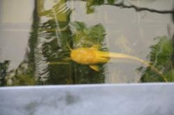 Walking catfish .jpg Walking catfish .jpg