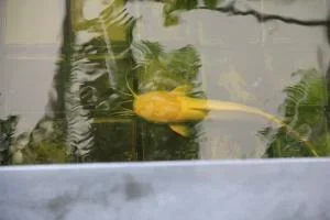Walking catfish .webp