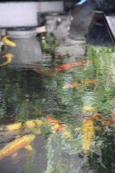 Full pond shot.jpg Full pond shot.jpg