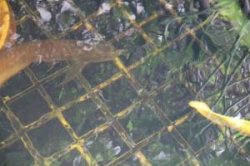 Arowana Face .jpg Arowana Face .jpg