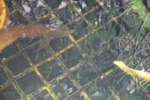 Arowana Face .webp