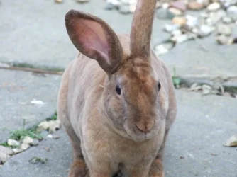 DSCF8833.webp