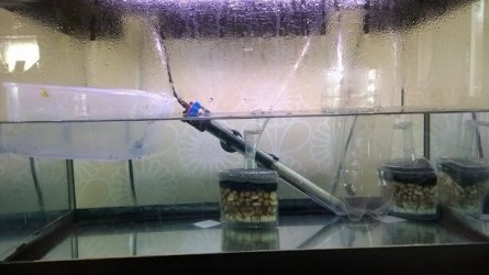 breeding tank.jpg breeding tank.jpg