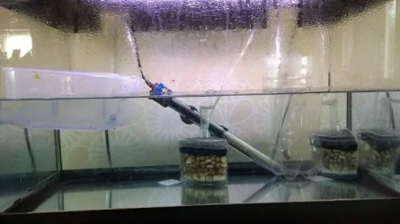 breeding tank.webp