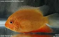 cichlid2.webp cichlid2.webp