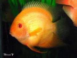 cichlid.jpg
