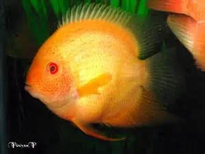 cichlid.webp cichlid.webp