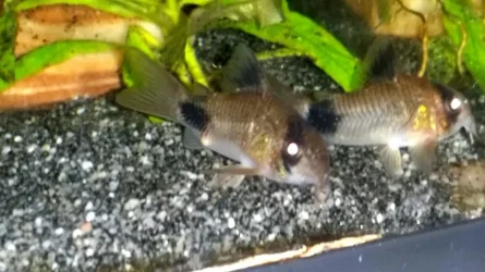 Panda Cory 2.webp