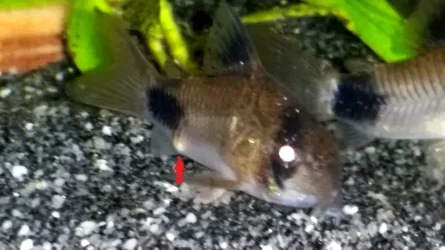Panda Cory.webp
