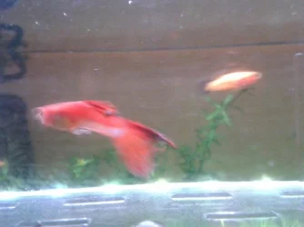 guppytail.webp
