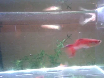 guppy.webp